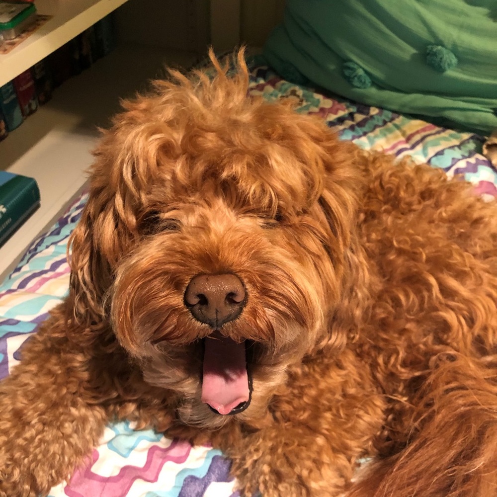 Meet your Posher, Sydney